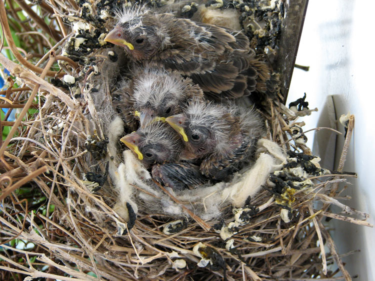 Bird's Nest (part 2)