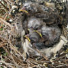 Bird's Nest (part 2)