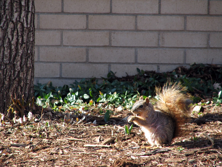 Spring Time Squirrel