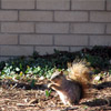 Spring Time Squirrel