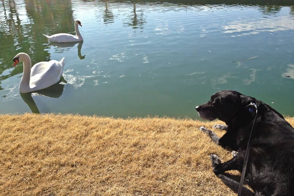 Dakota and the Swans